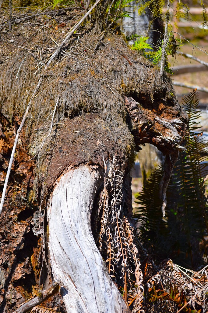 Tree Trunk Beast #2 by richyoung