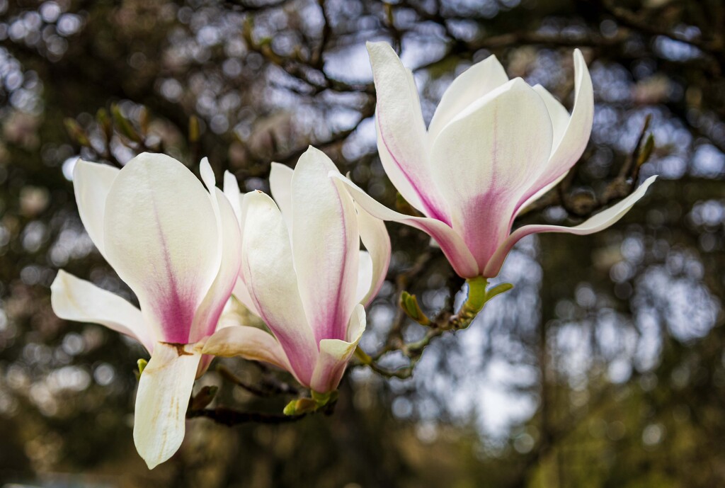 Magnolia by jnr