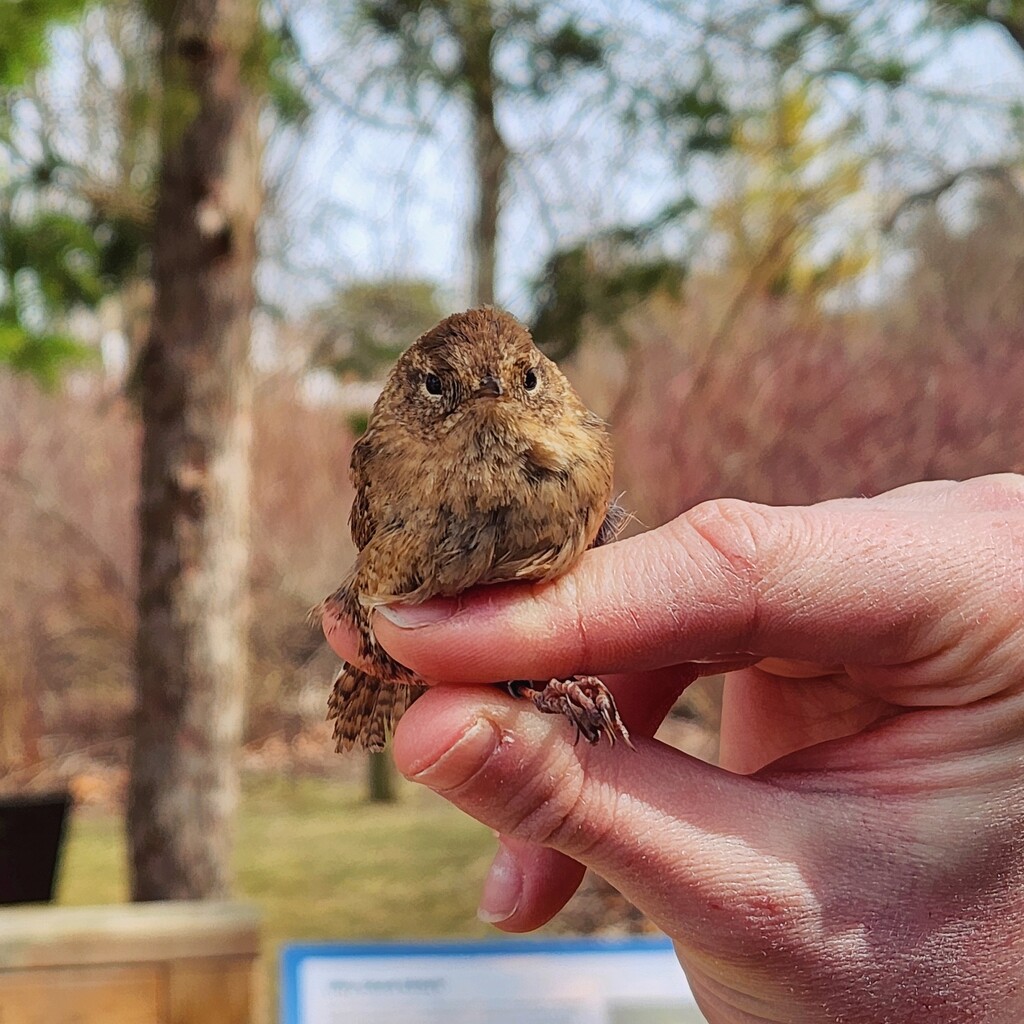 A Highly Displeased Wren by ljmanning