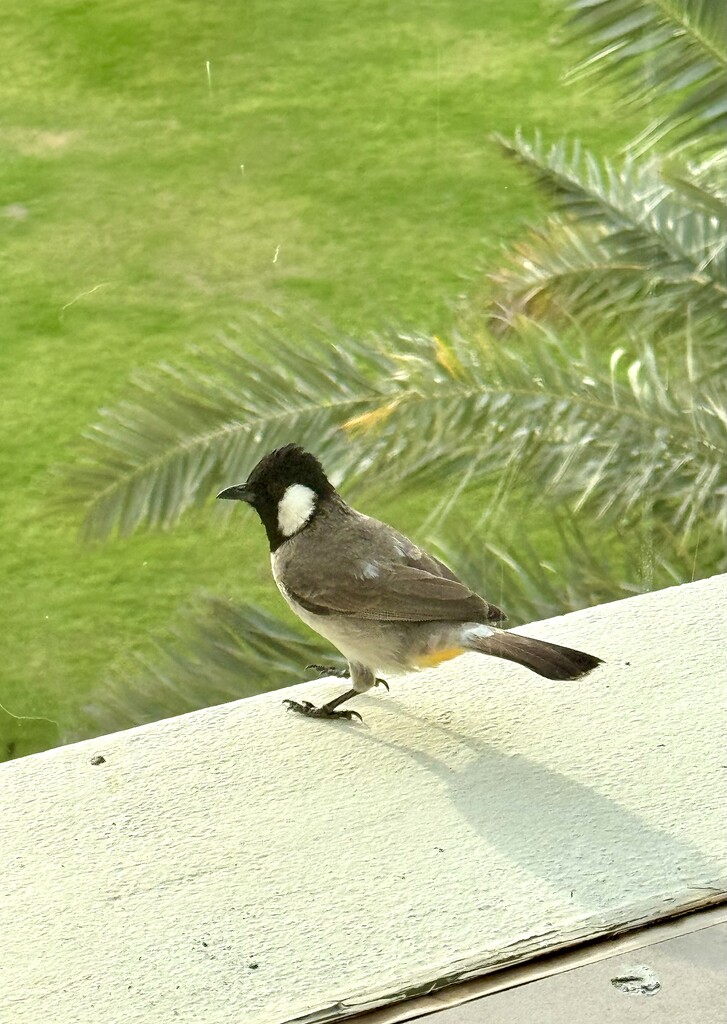 Visitor on my terrace.  by cocobella