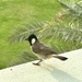 Visitor on my terrace. 