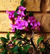 16th Apr 2025 - My Neighbours Bougainvillea ~