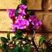 My Neighbours Bougainvillea ~
