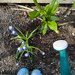 .. watering and weeding and smelling the muscarii