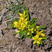 Spring Beauty 