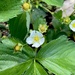 Strawberry plants
