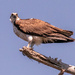 The Ospreys Were on the Nest Today!