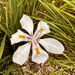 Wild Iris