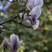 Pink Magnolia