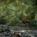 Rainforest stream