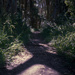 A walk in the park