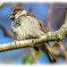 House Sparrow