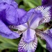 Purple iris