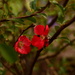 Quince japonica ~~~~~