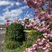 Windmill through the blossom.