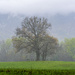 Mistletoe Tree