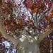 Mother Earth