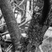 Snow in the apple tree