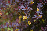 13th Apr 2025 - Berberis