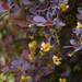 Berberis