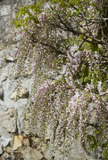 14th Apr 2025 - Wisteria