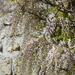 Wisteria