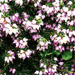 A closer look at my Winter Heather