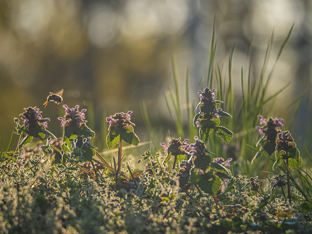 In the backlight by haskar