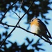Puffed Up in the Cold
