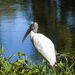 Wood stork
