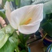 Calla lily