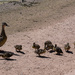Ducklings at the Riparian Preserve