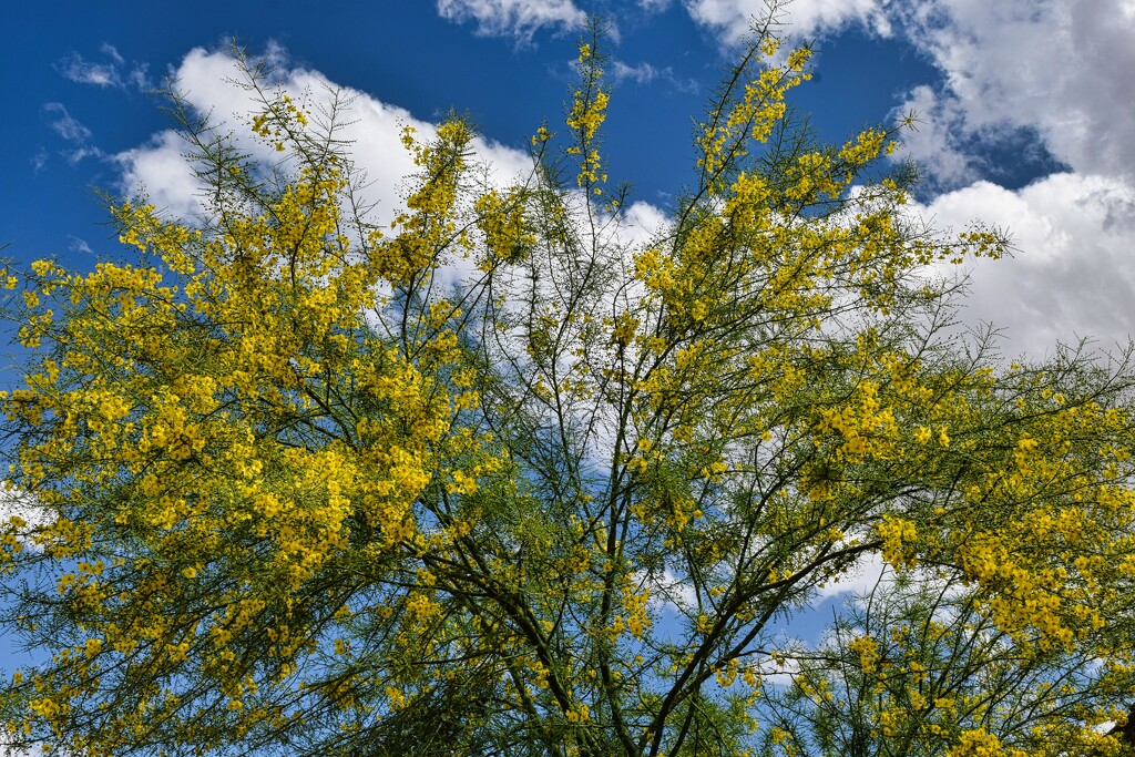 4 15 Palo Verde in Bloom by sandlily