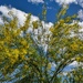 4 15 Palo Verde in Bloom