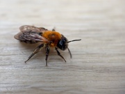 16th Apr 2025 - Andrena Nitida