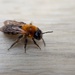 Andrena Nitida