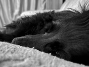 15th Apr 2025 - Sleepy 