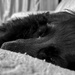 Sleepy 