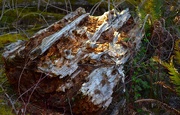 16th Apr 2025 - Nature's Recycling