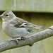 Female Chaffinch