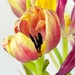 Wabi sabi Tulips