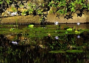 17th Apr 2025 - Blue Water Lilies & Reflections ~
