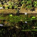 Blue Water Lilies & Reflections ~