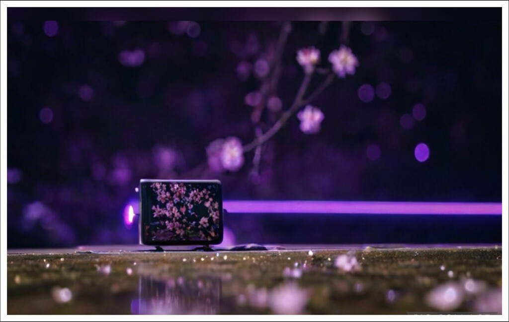 Sakura Festival by zilli