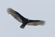 16th Apr 2025 - Soaring