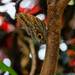 Dark Owl Butterfly