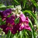 4 16 Desert Willow blooming