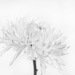 White on White