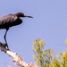 Little Blue Heron!