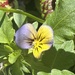 Viola baby